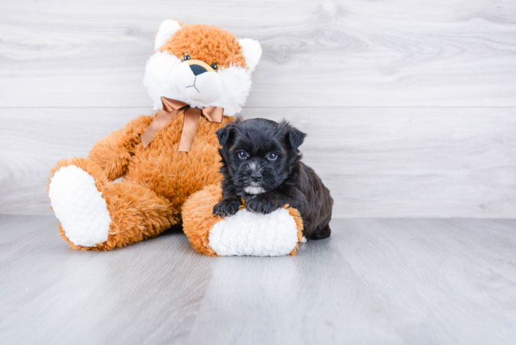 Morkie Puppy for Adoption