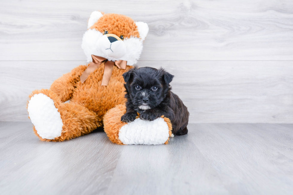 Morkie Puppy for Adoption