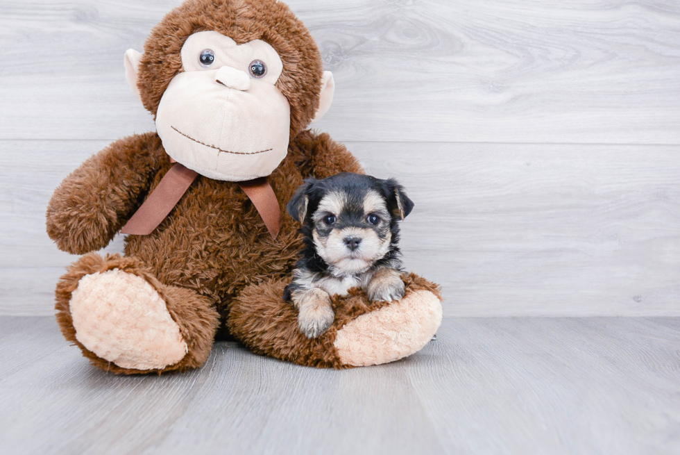 Little Yorkie Designer Puppy