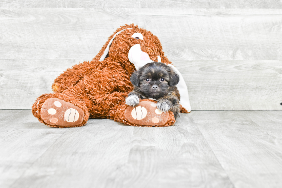 Teddy Bear Pup Being Cute