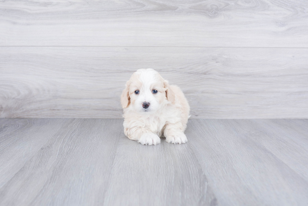 Hypoallergenic Bernadoodle Poodle Mix Puppy