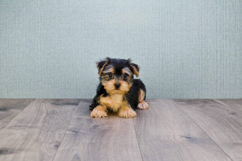 Best Morkie Baby