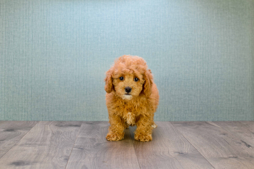 Little Golden Retriever Poodle Mix Puppy