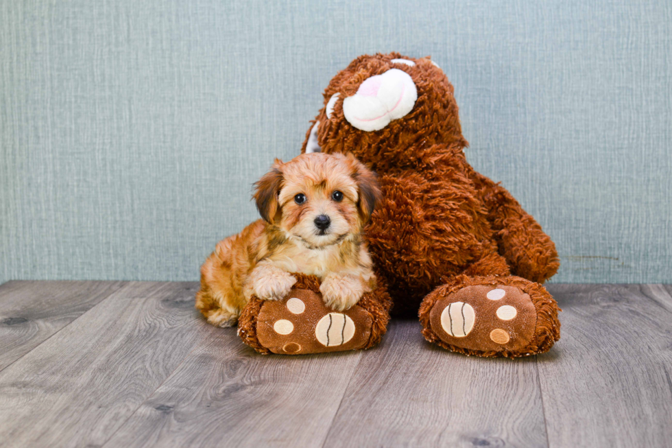 Morkie Pup Being Cute