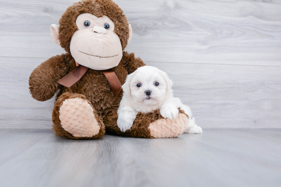 Smart Teddy Bear Designer Pup