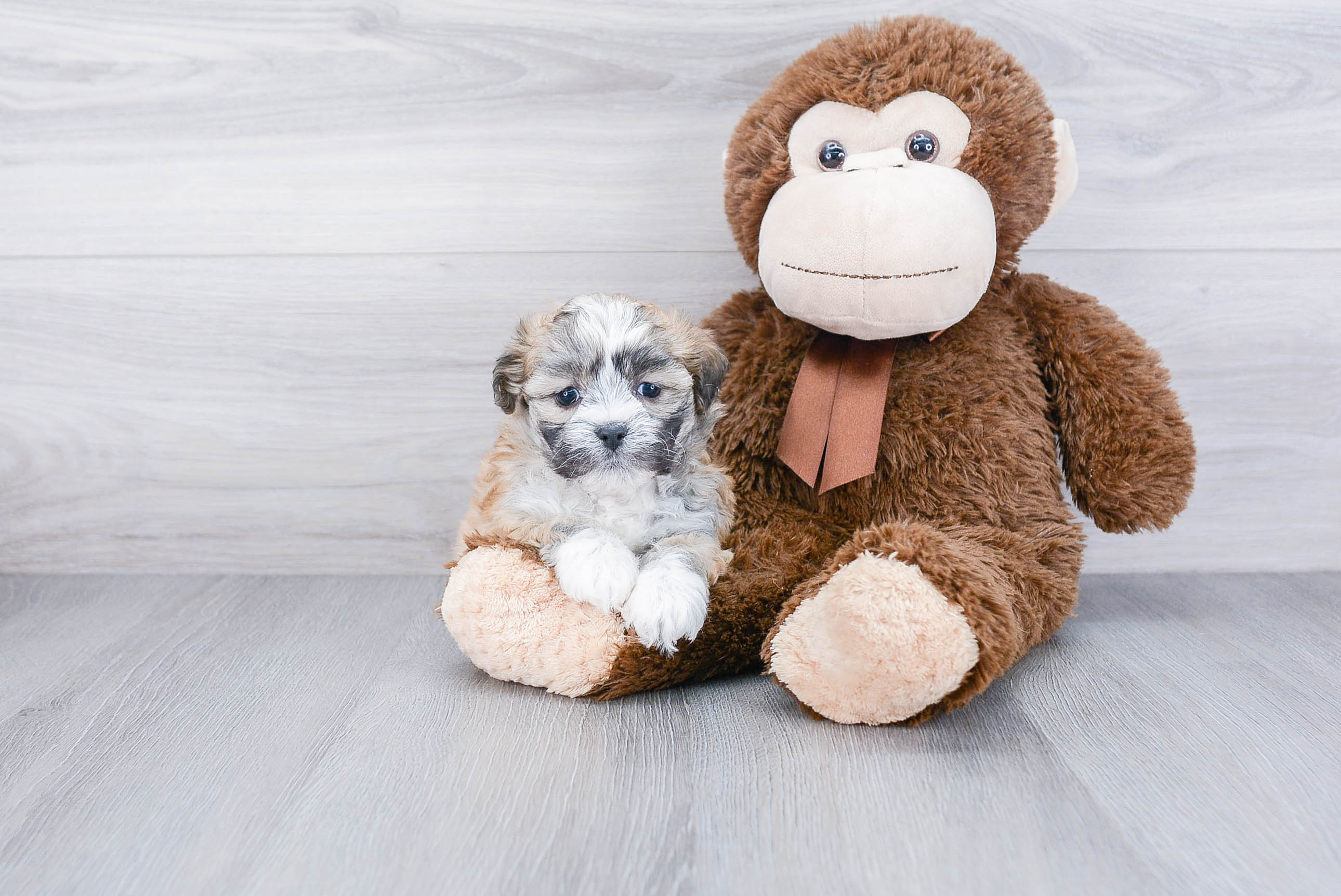 Small Teddy Bear Baby