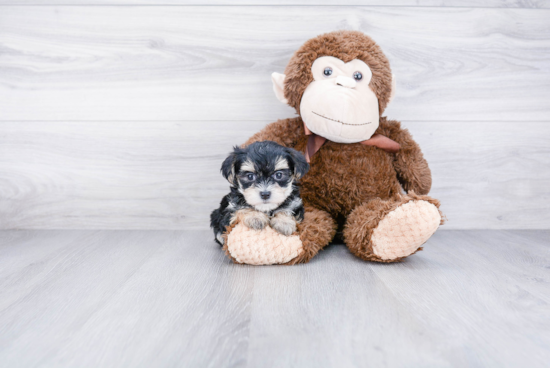 Morkie Puppy for Adoption