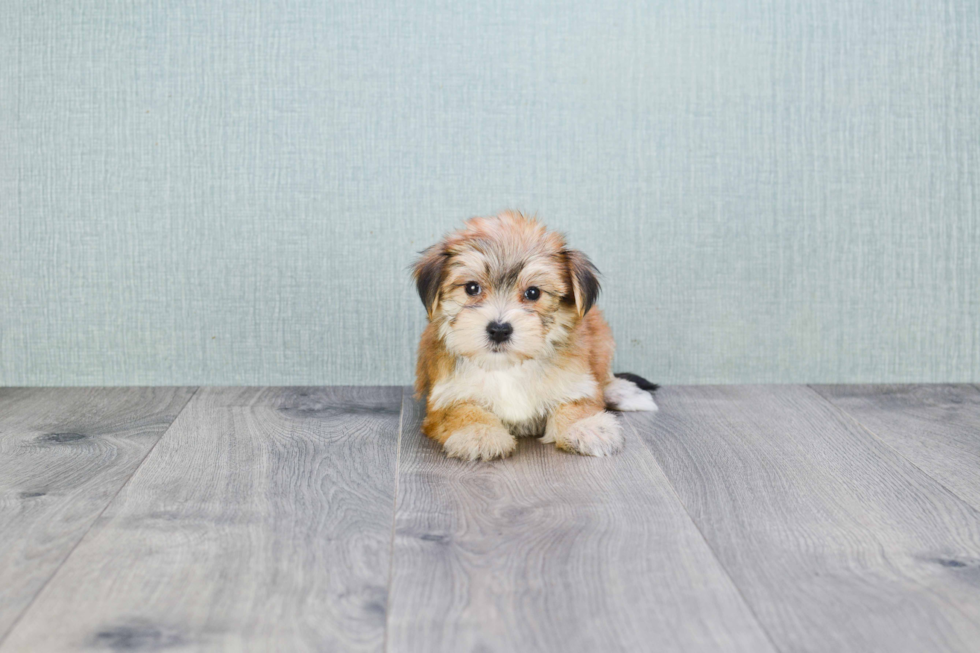 Morkie Pup Being Cute