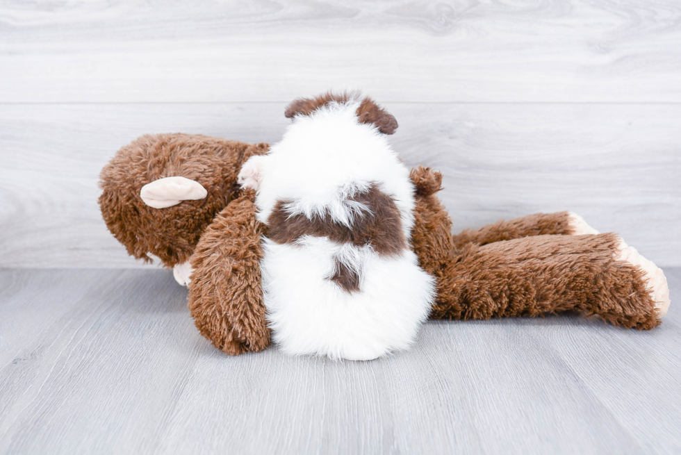 Best Pomeranian Baby