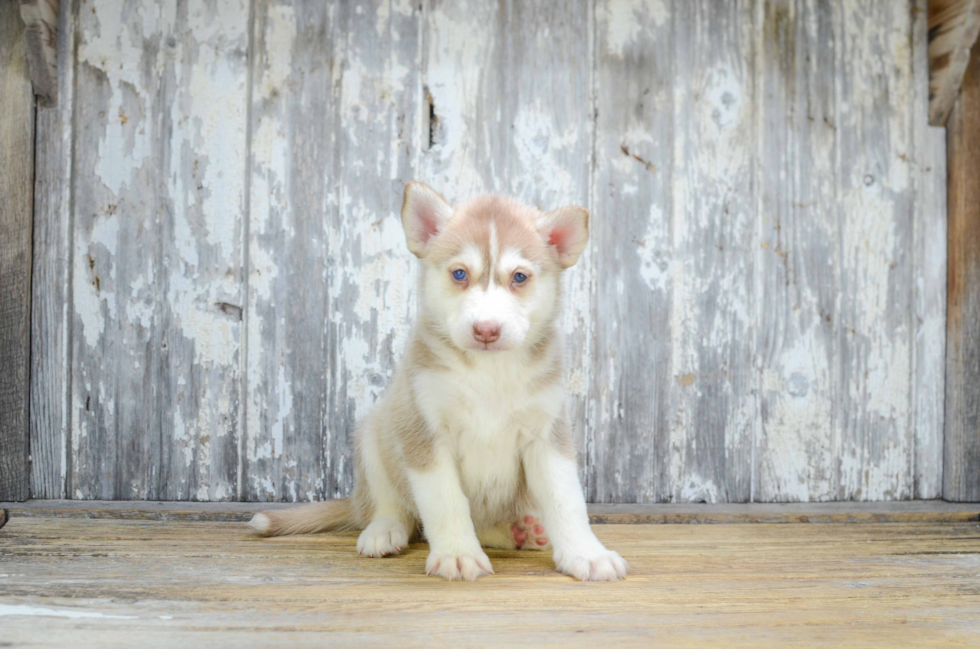 Friendly Pomsky Baby