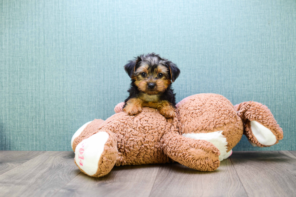 Meet Teacup-Izzie - our Yorkshire Terrier Puppy Photo 