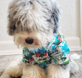 Sheepapoo Puppies For Sale - Premier Pups