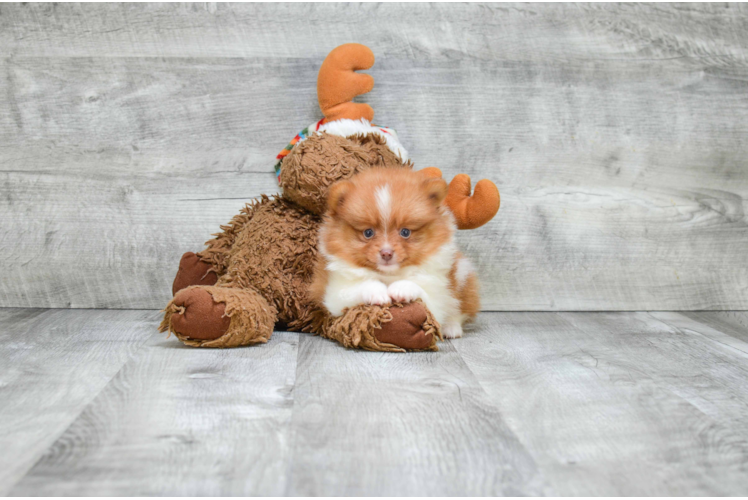 Sweet Pomeranian Purebred Puppy