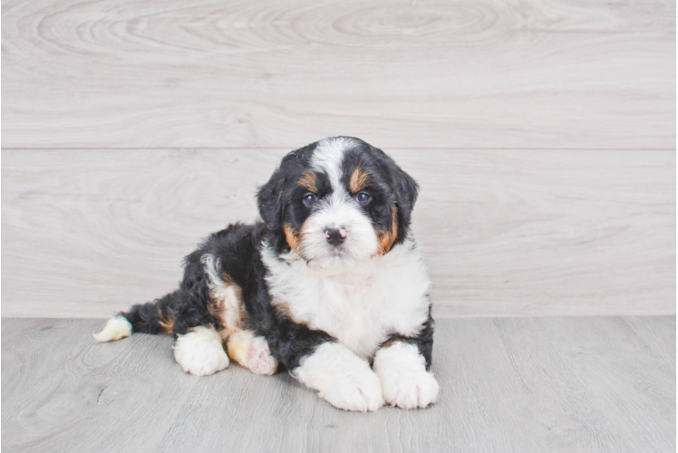 Mini Bernedoodle Puppy for Adoption