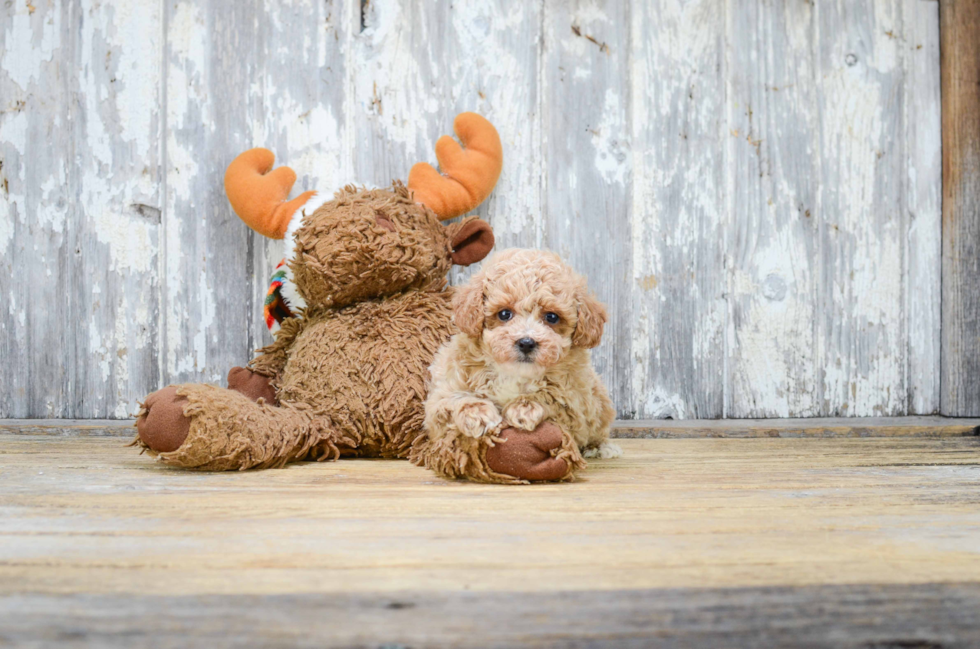 Cute Pudle Purebred Puppy