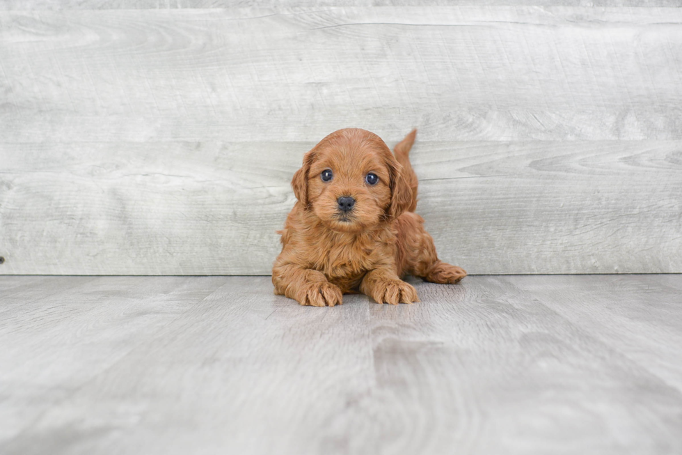 Petite Cockapoo Poodle Mix Pup