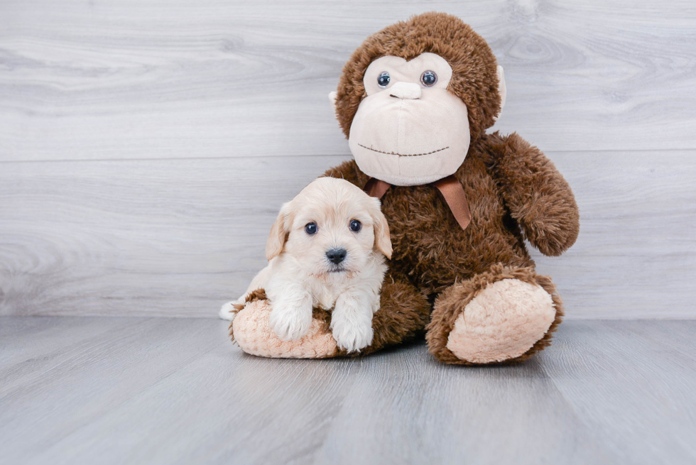 Popular Cavachon Designer Pup