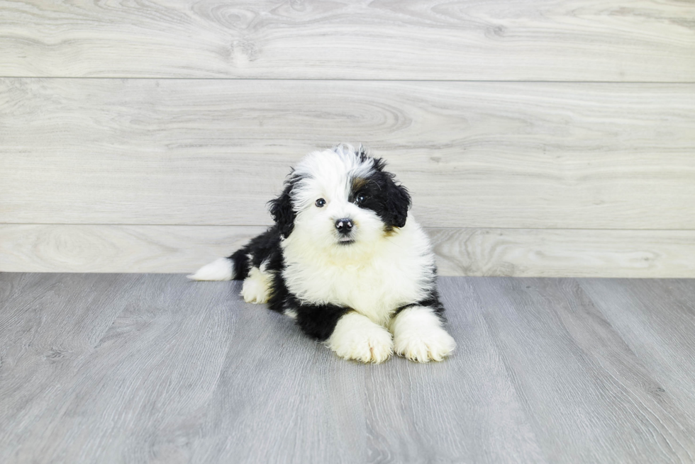 Mini Bernedoodle Pup Being Cute