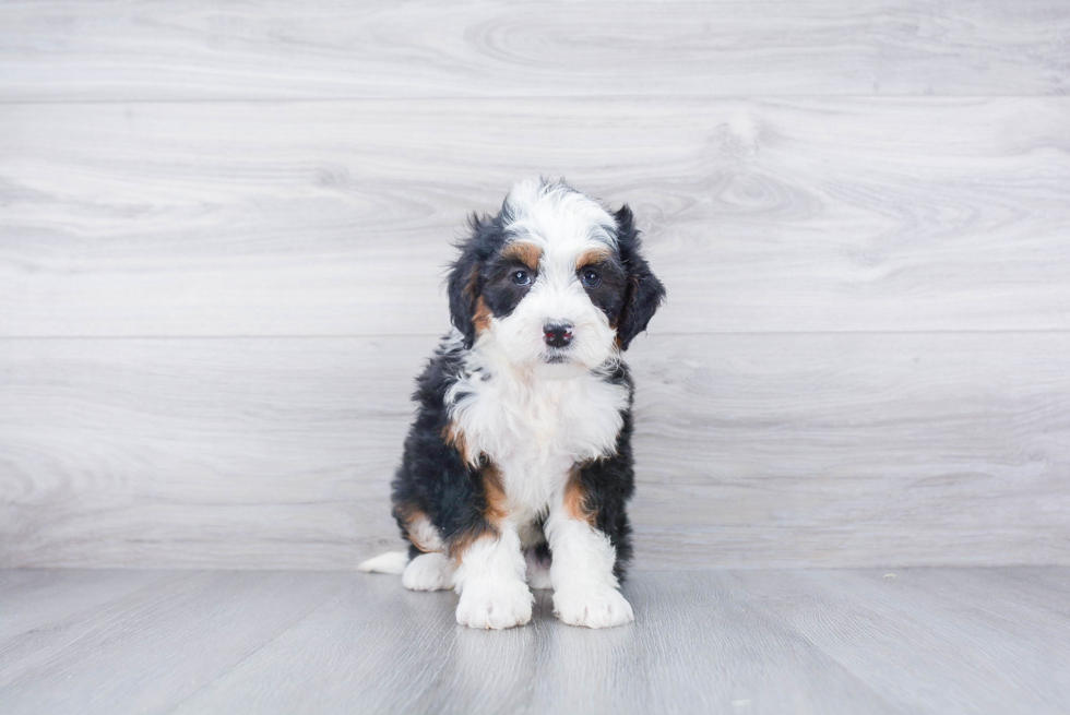 Little Bernadoodle Poodle Mix Puppy