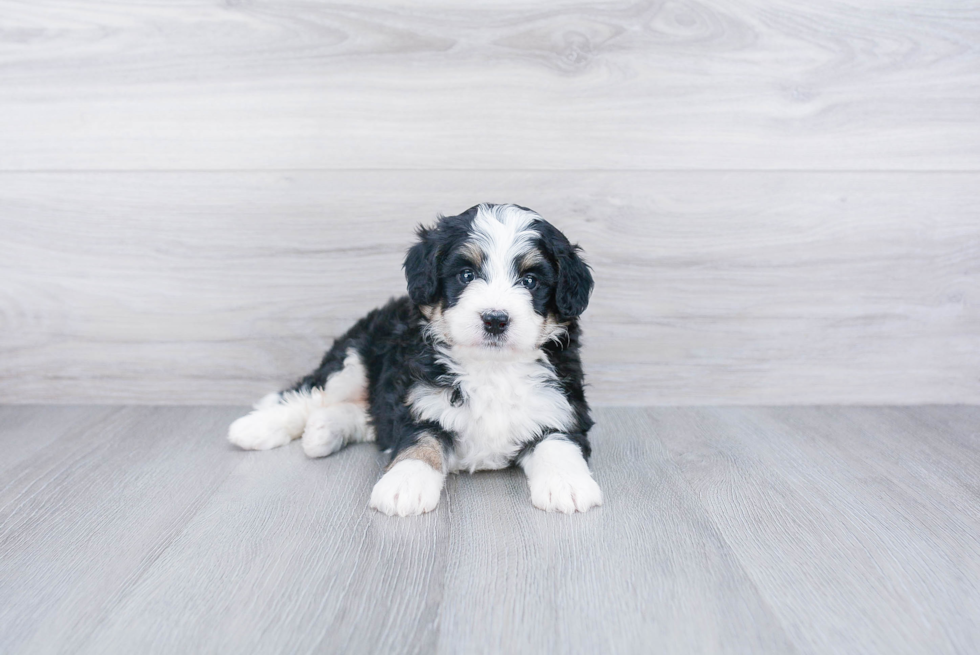 Playful Bernadoodle Poodle Mix Puppy