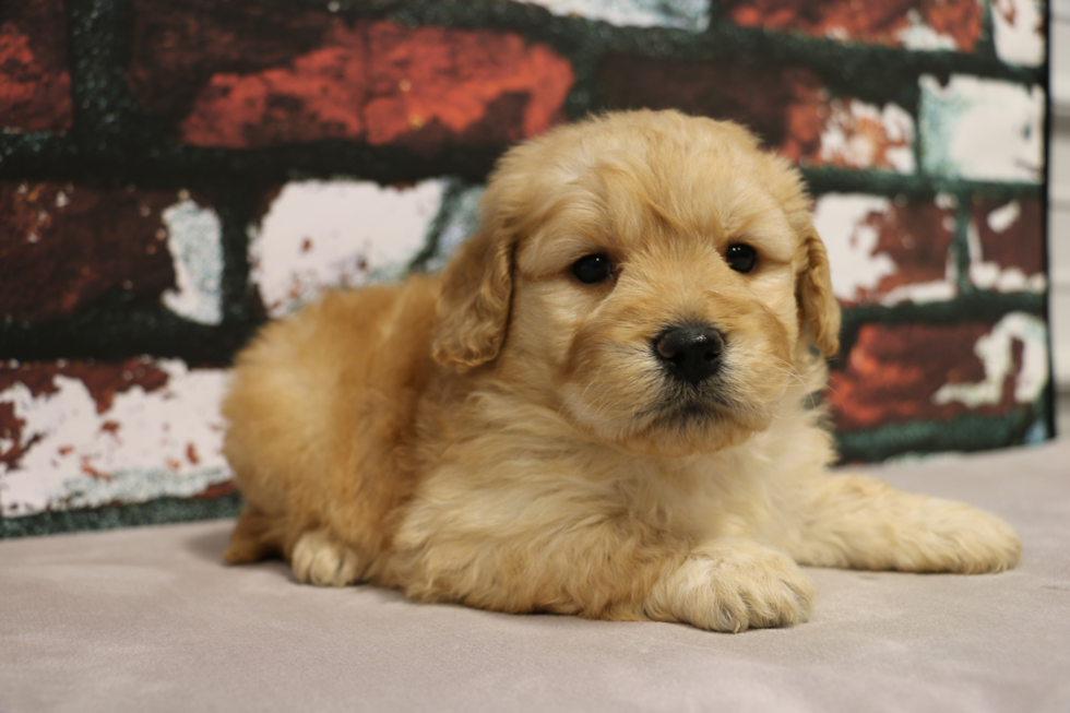 Mini Goldendoodle Pup Being Cute