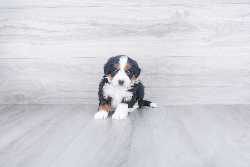 Mini Bernedoodle Puppy for Adoption