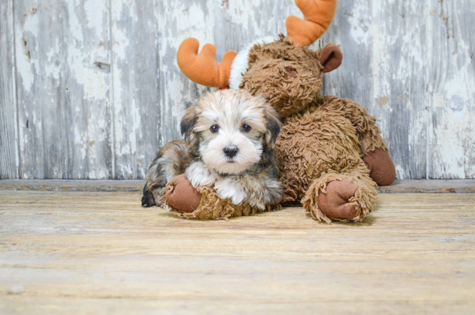 Petite Morkie Designer Pup