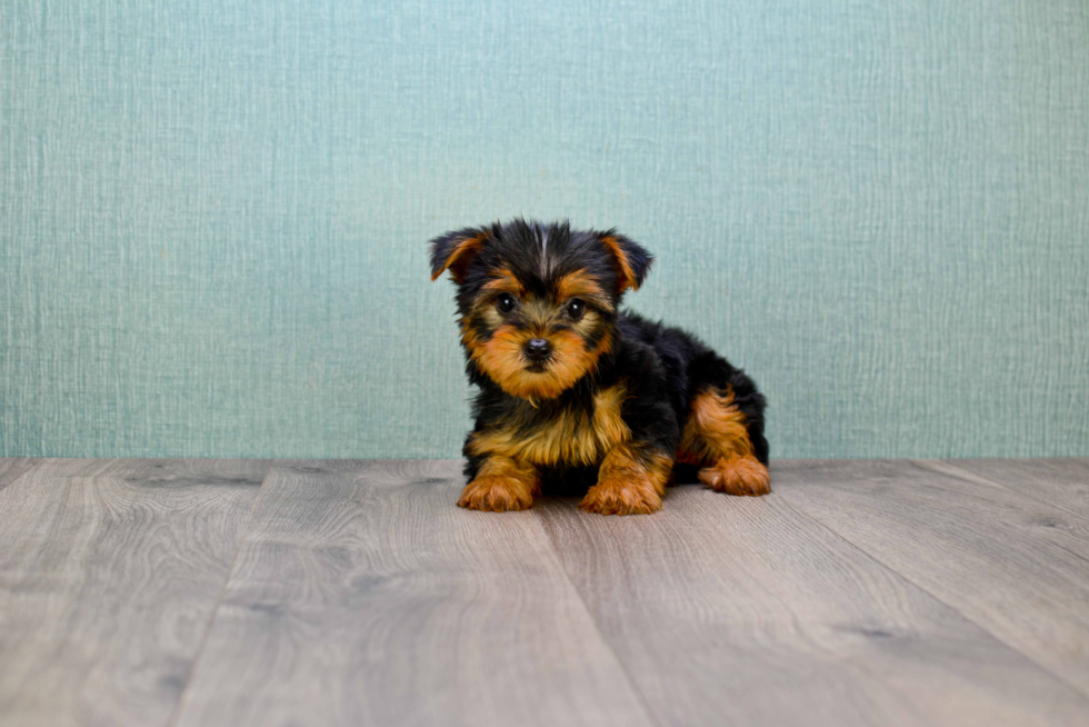 Meet Izzie - our Yorkshire Terrier Puppy Photo 