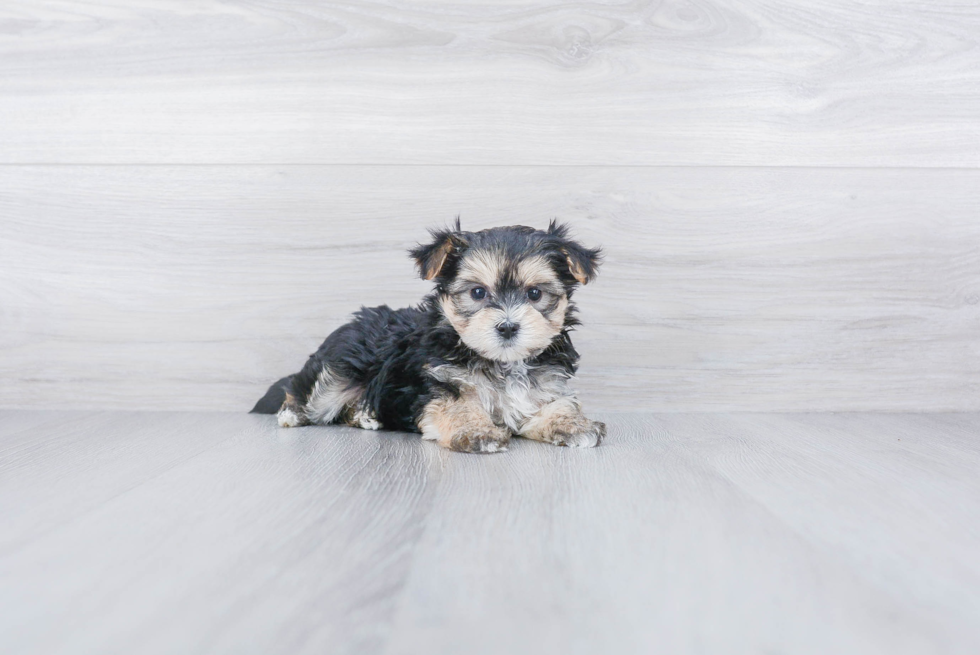 Petite Morkie Designer Pup