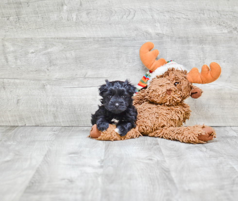 Energetic Yorkie Designer Puppy