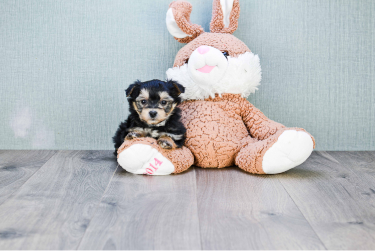 Petite Morkie Designer Pup