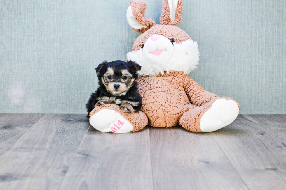 Petite Morkie Designer Pup