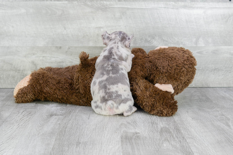 French Bulldog Pup Being Cute