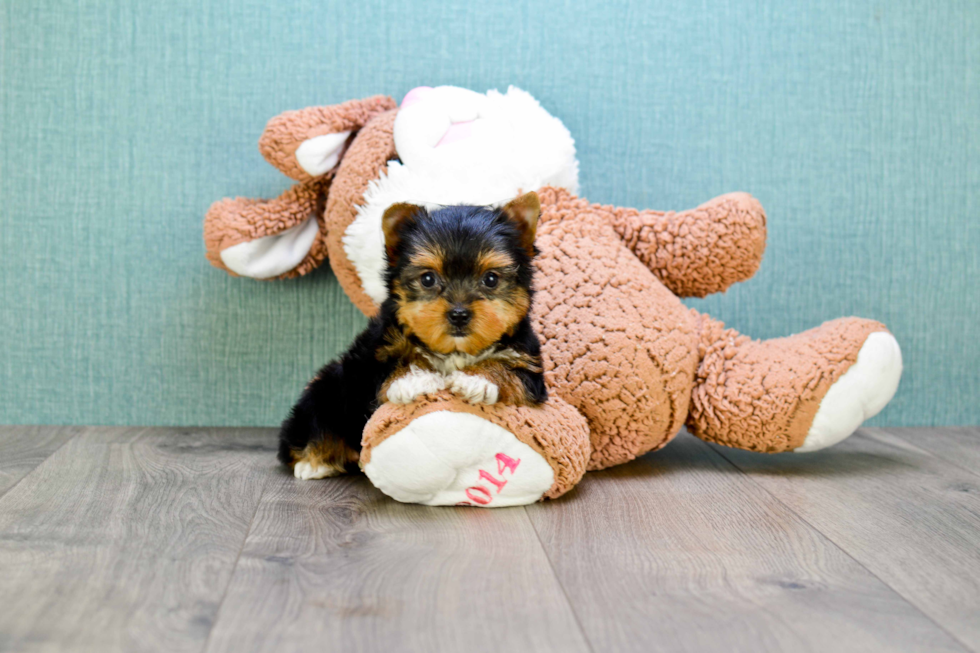 Meet Rihanna - our Yorkshire Terrier Puppy Photo 