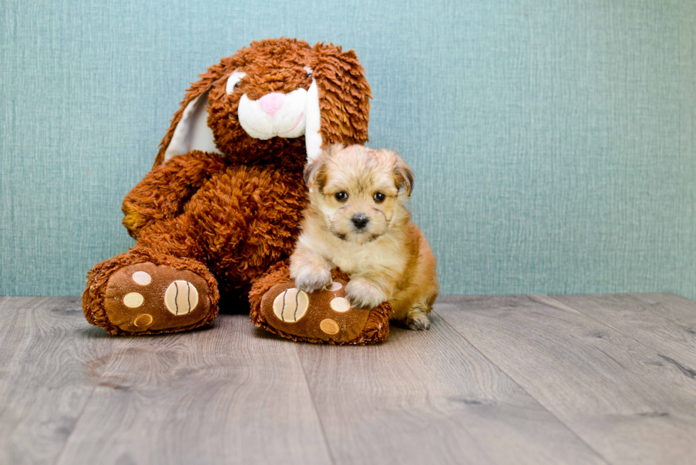 Energetic Yorkie Designer Puppy