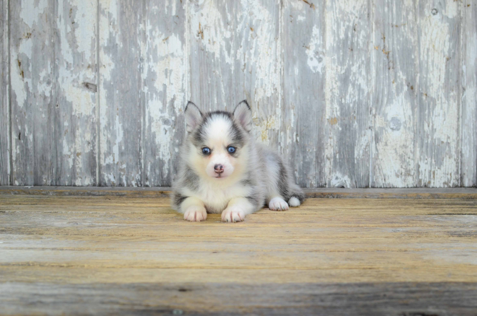 Best Pomsky Baby