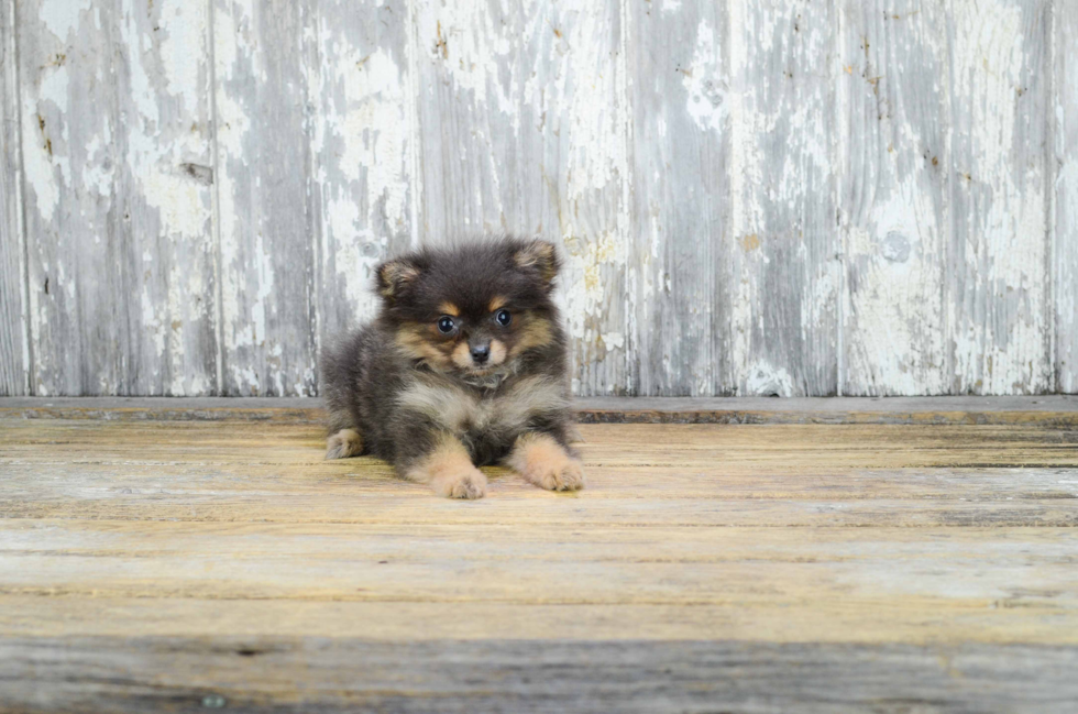 Best Pomeranian Baby