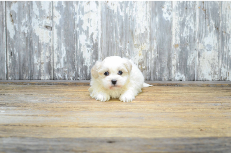 Cute Teddy Bear Baby