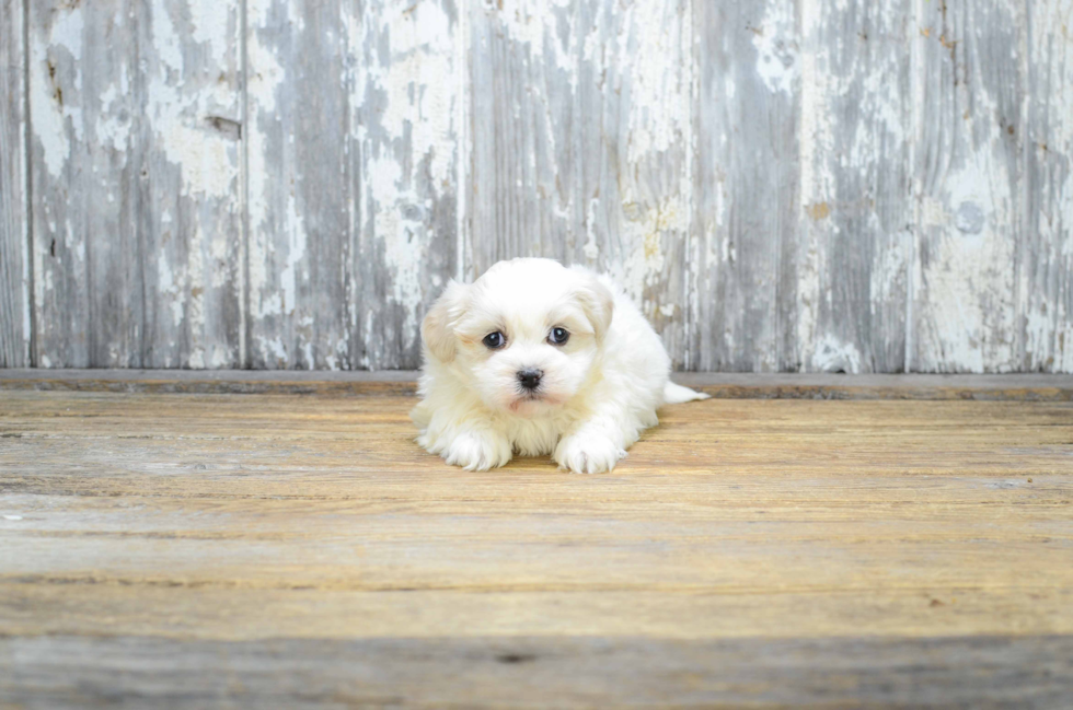 Cute Teddy Bear Baby