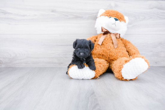 Funny Morkie Designer Pup