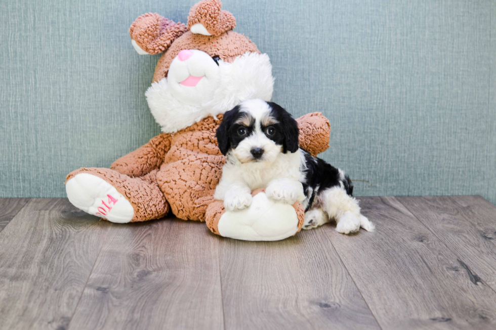 Cavachon Pup Being Cute