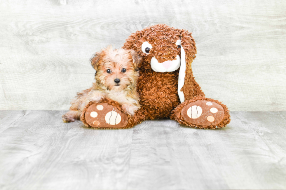 Morkie Puppy for Adoption