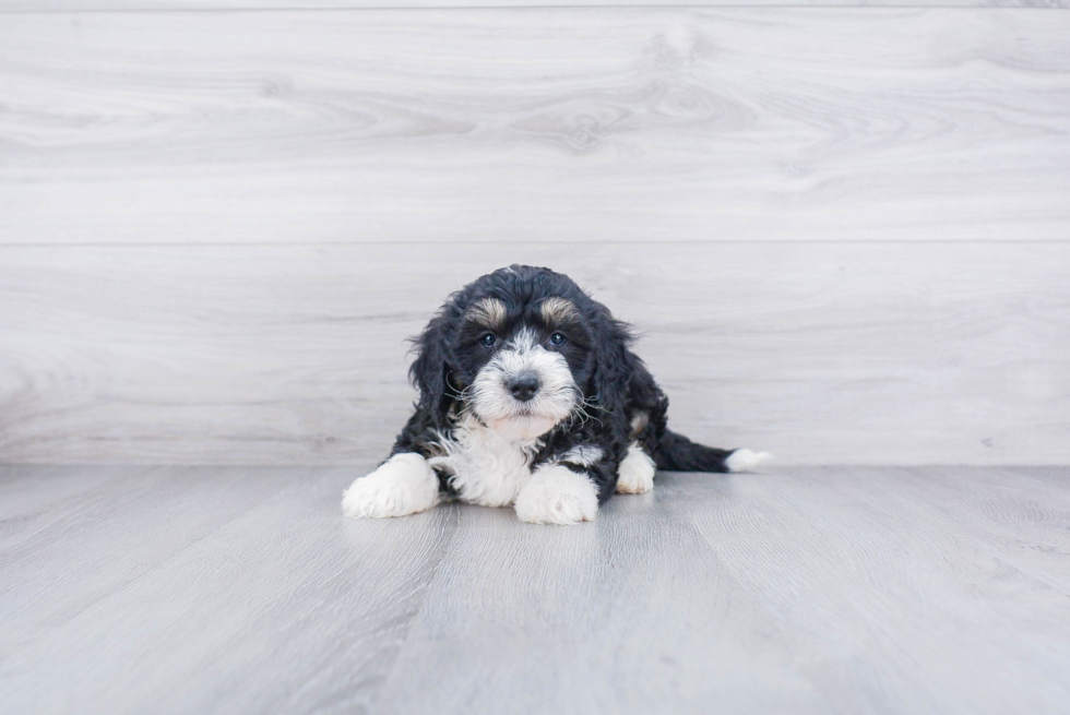 Best Mini Bernedoodle Baby