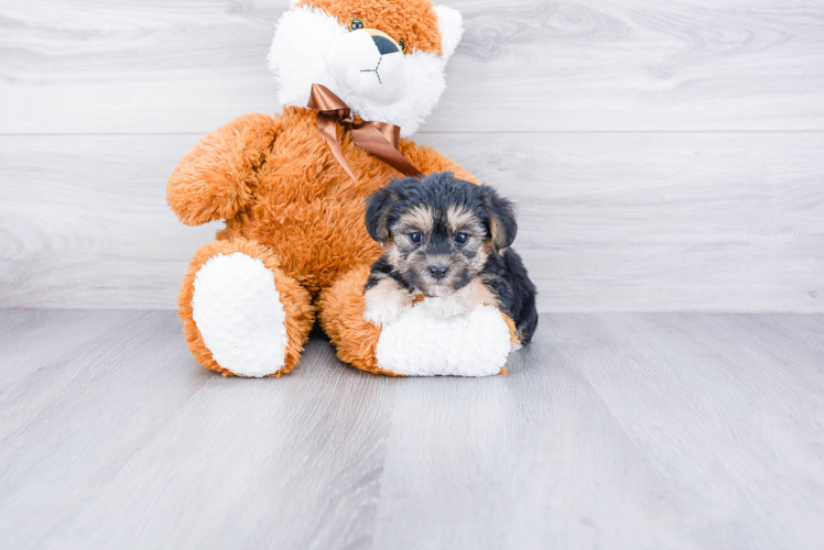 Playful Yorkie Designer Puppy