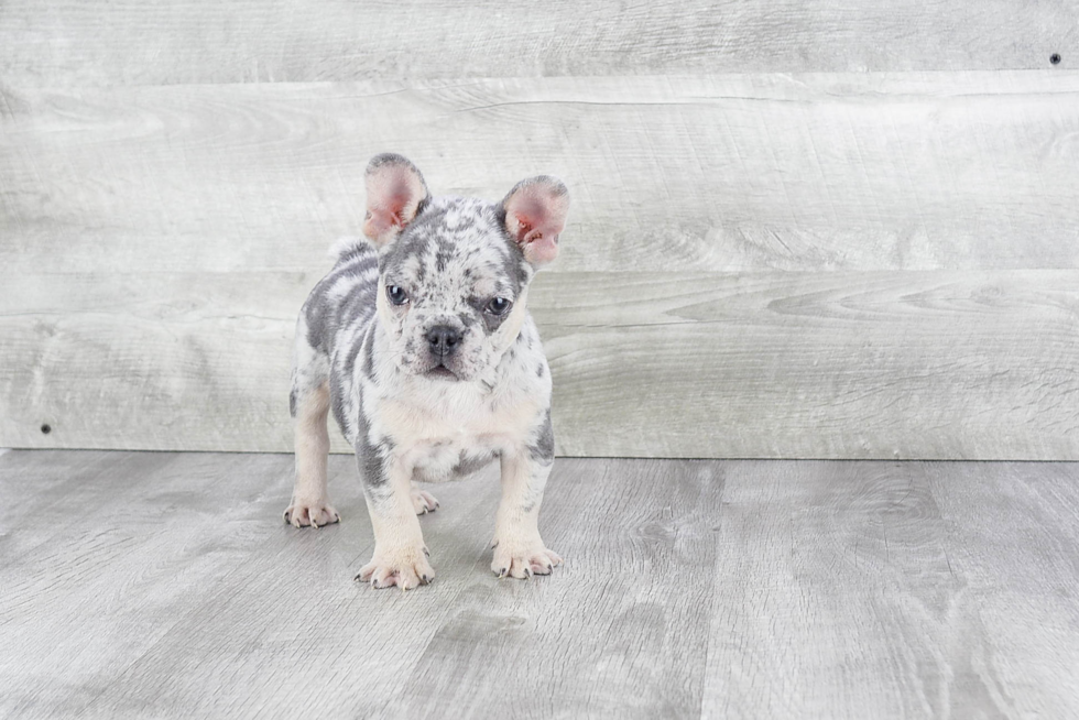 French Bulldog Pup Being Cute
