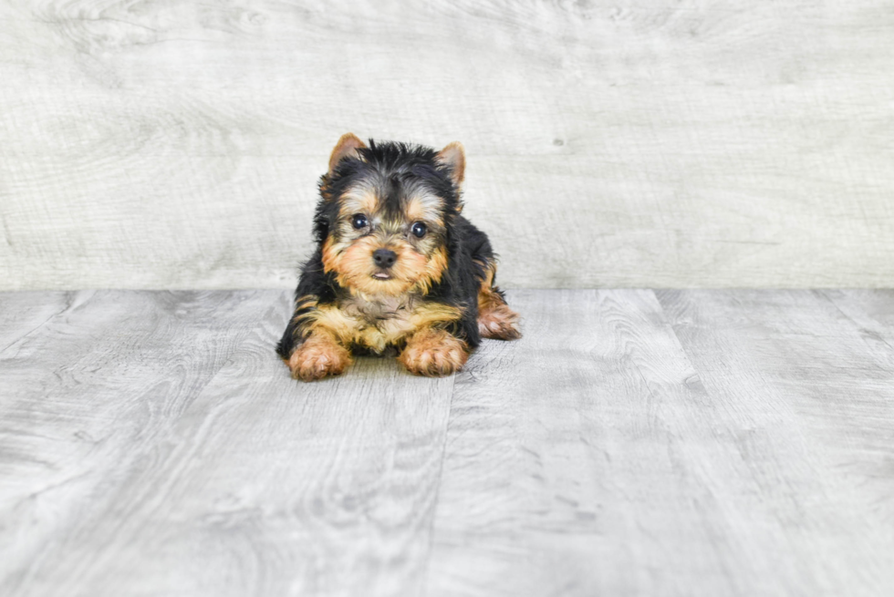 Meet Heidi - our Yorkshire Terrier Puppy Photo 
