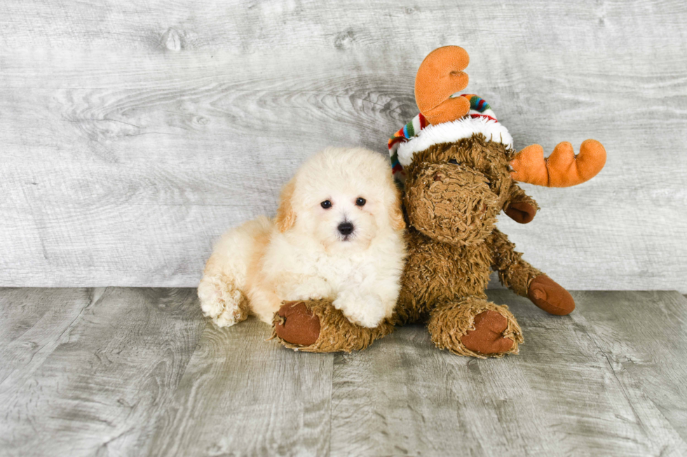 Sweet Pudle Purebred Puppy