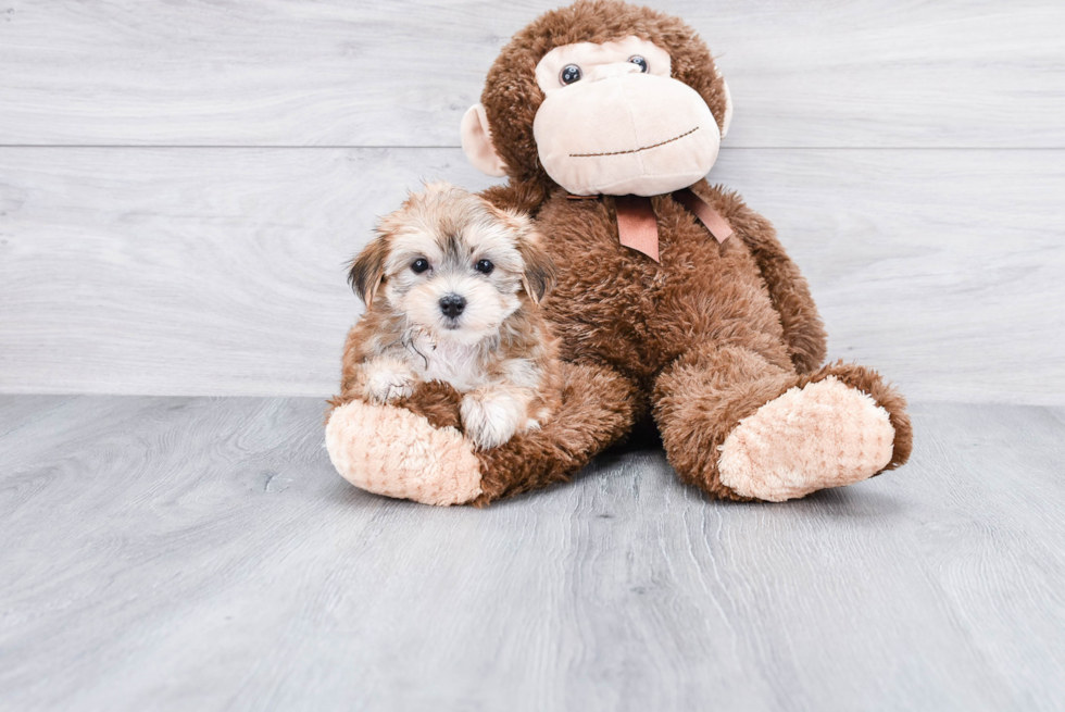 Morkie Pup Being Cute