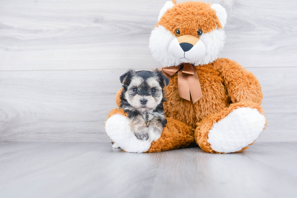 Fluffy Morkie Designer Pup