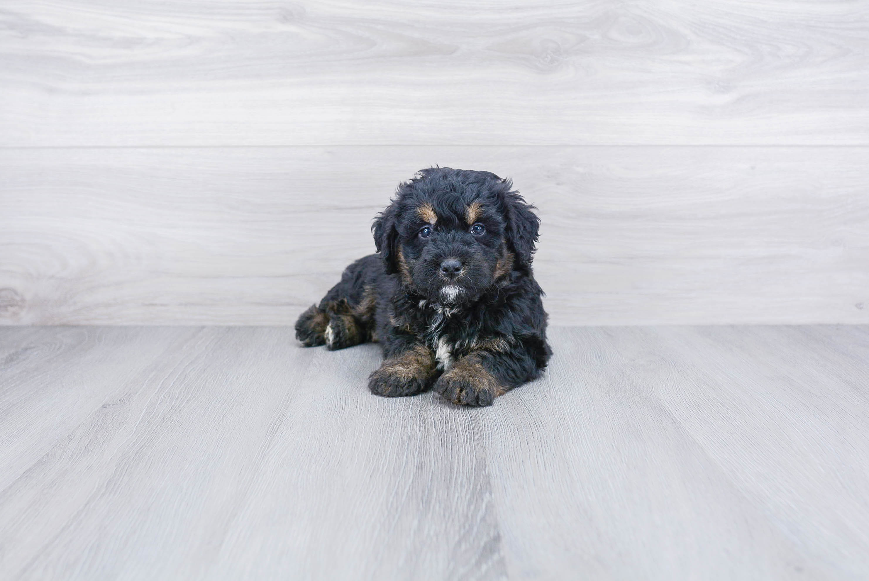 Mini Bernedoodle Pup Being Cute